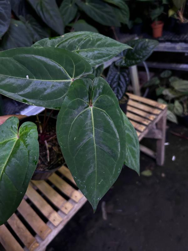 Антуриум §§62 Anthurium Hoffmanii (Indo)