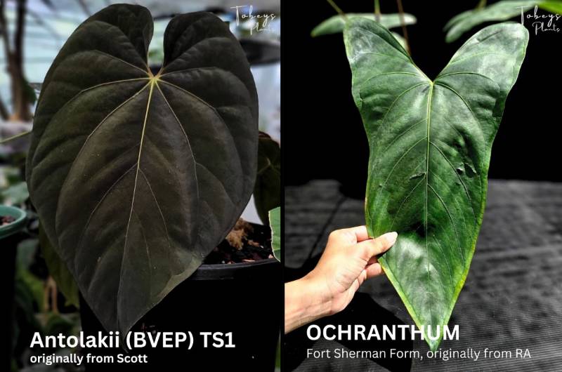 Антуриум 4T44 Anthurium Antolakii (BVEP) TS1 X Ochranthum