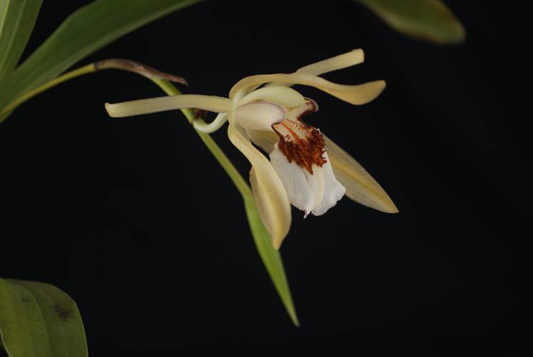 Орхидея FS55 Coelogyne eberhardtii