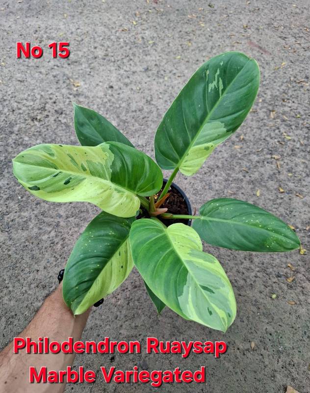 Филодендрон 15 Philodendron Ruaysap Marble variegated
