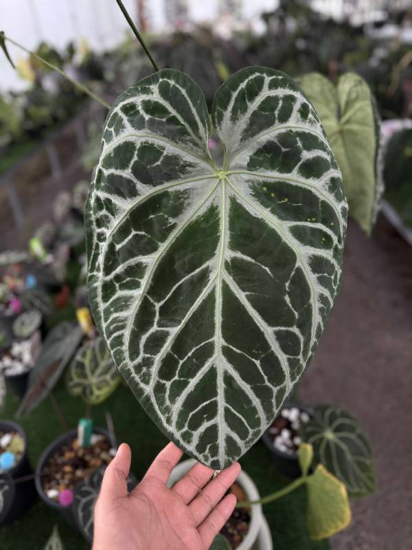 Антуриум 4G58 Anthurium SKG Pink Lemonade X Self
