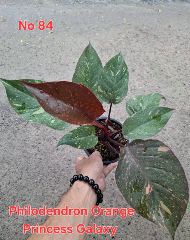 Филодендрон 84 Philodendron Orange Princess Galaxy