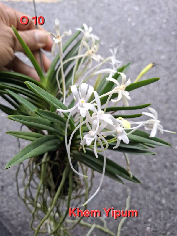 Орхидея O10 Neofinetia falcata
