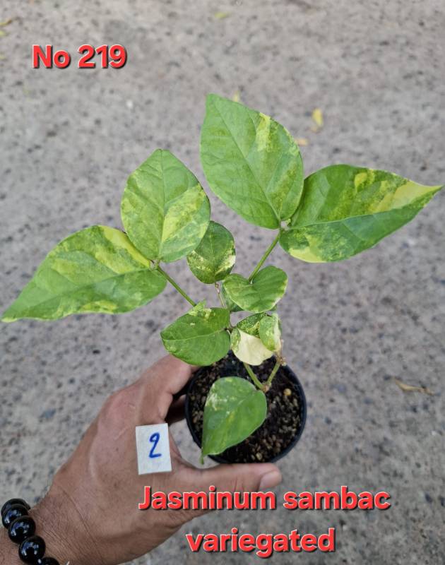 Жасмин 219 Jasminum sambac variegated