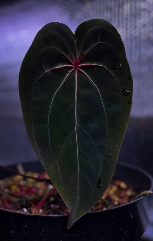 Антуриум §§89 Anthurium Red Spider X RVDP