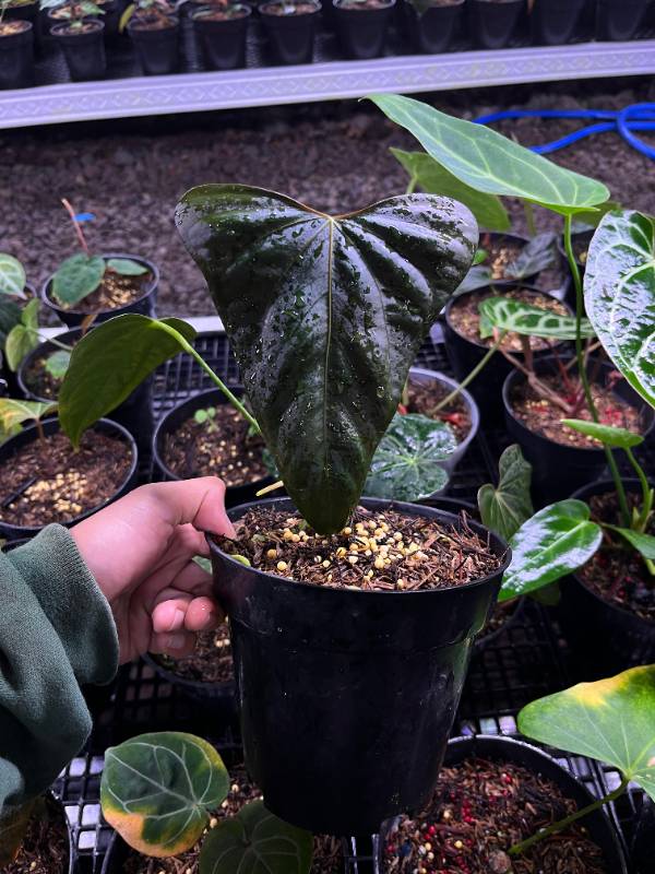Антуриум §§41 Anthurium Indo Portilae Clone