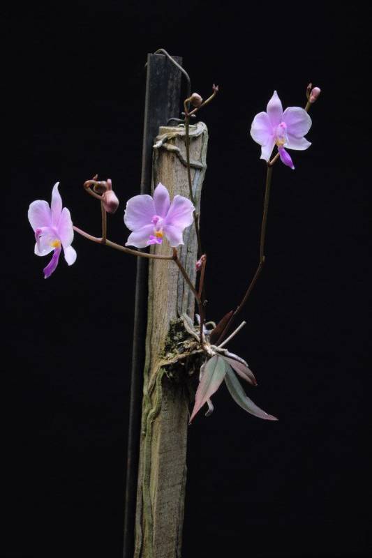 Орхидея FS112 Phalaenopsis lowii