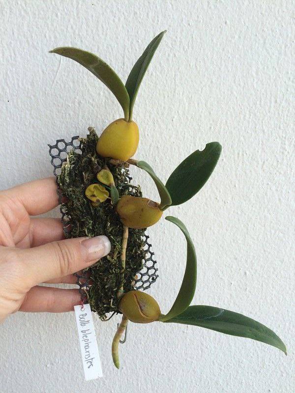 Орхидея FS10 Bulbophyllum blepharistes