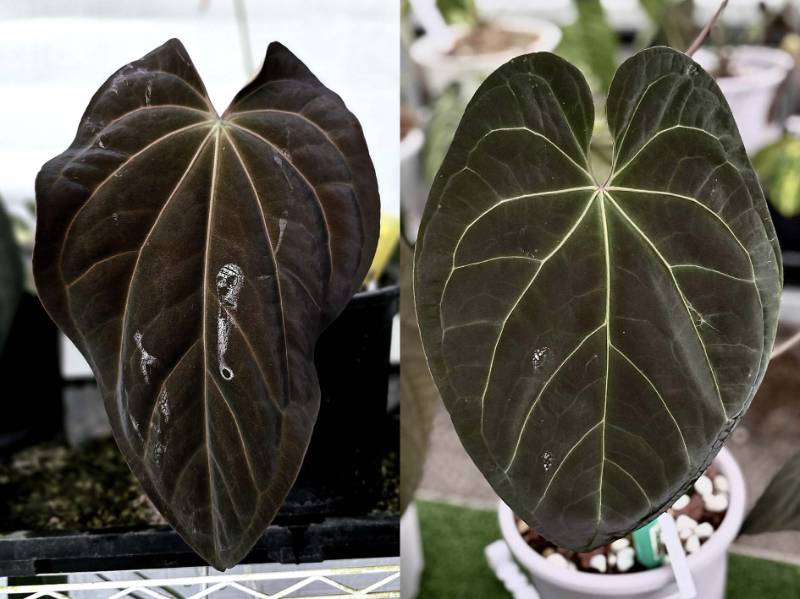 Антуриум 4G07 Anthurium (Antolakii X Carlablackiae) X AOS