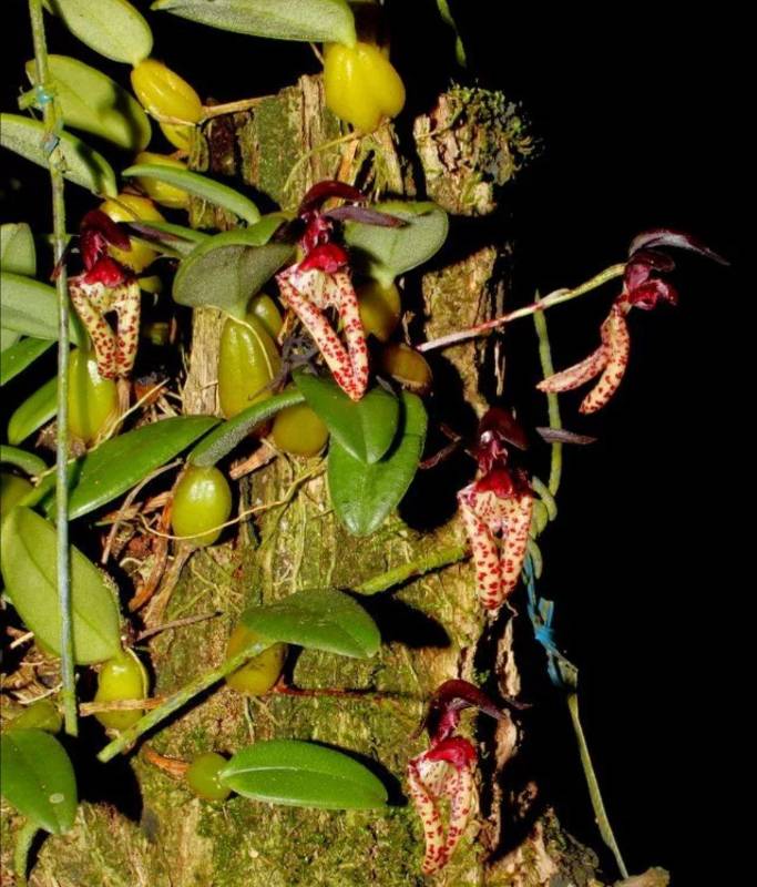 Орхидея FS23 Bulbophyllum lasiochilum Myanmar