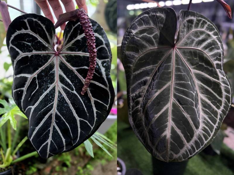Антуриум 4G26 Anthurium Red Crystallinum Tezula X(Crystallinum Select Large 53 X Angela35)