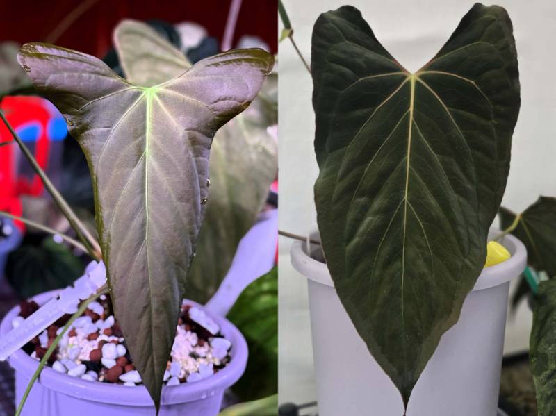 Антуриум G12 Anthurium NSE Portillae X Ralph Lynam x Self (Dwane)