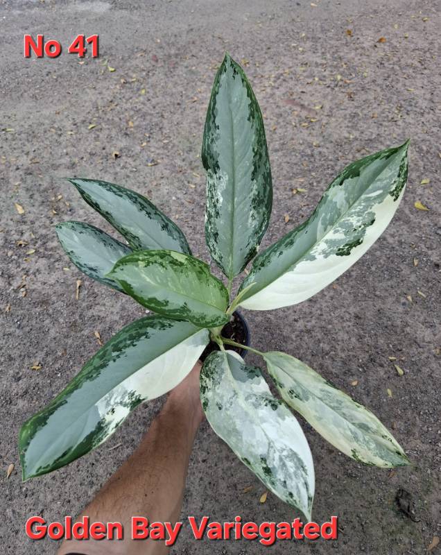 Аглаонема 41 Aglaonema Golden Bay variegated