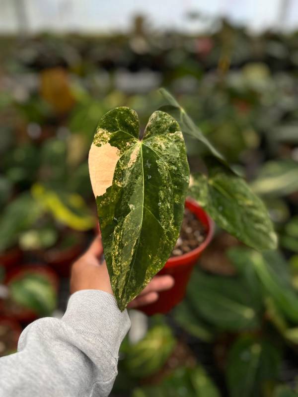 Антуриум §§46 Anthurium Papi A88 Var x Papi GunaYala