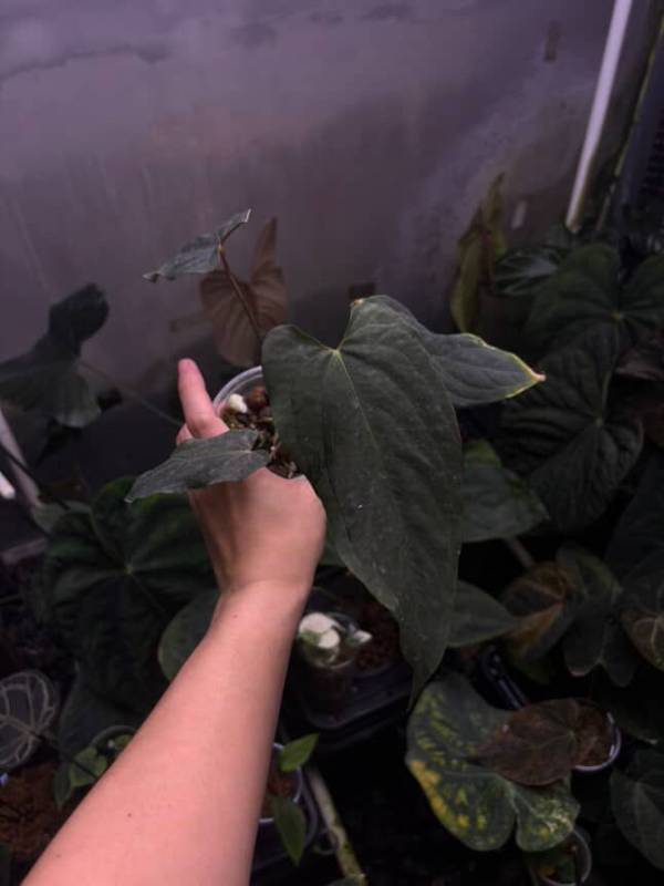 Антуриум §§77 Anthurium RL Self from Dwane