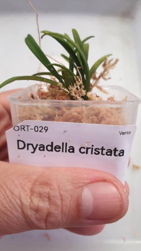 Орхидея K12 Dryadella cristata