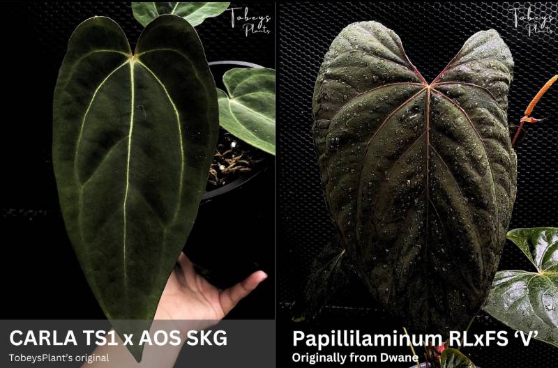 Антуриум 4T06 Anthurium (Carlablackiae TS1 X AOS SKG) X Papillilaminum RLXFS V