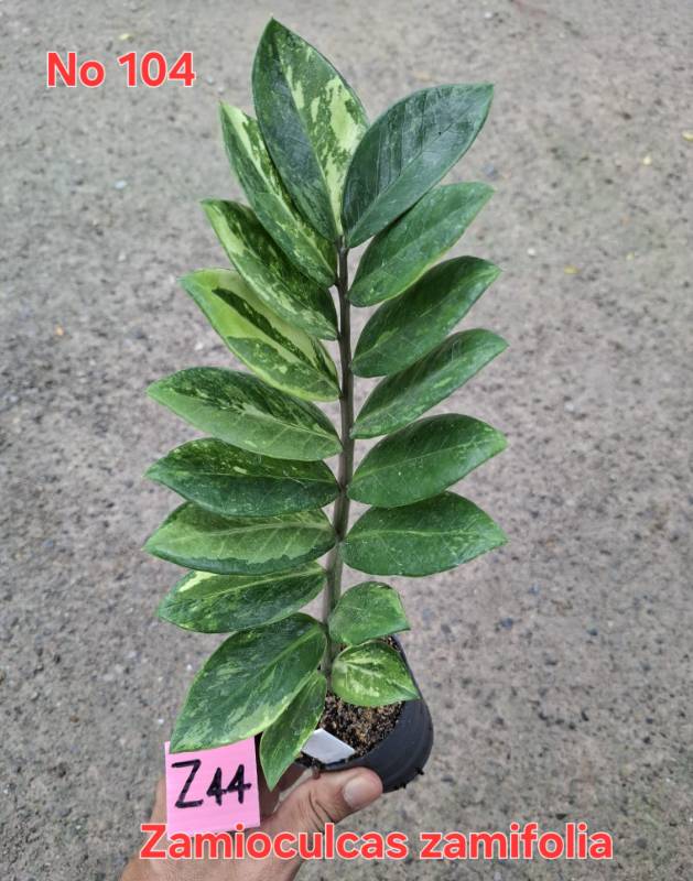 Замиокулькас 104 Zamioculcas zamifolia Z44