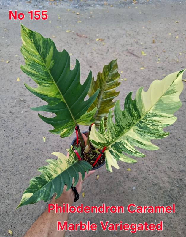 Филодендрон 155 Philodendron Caramel Marble variegated