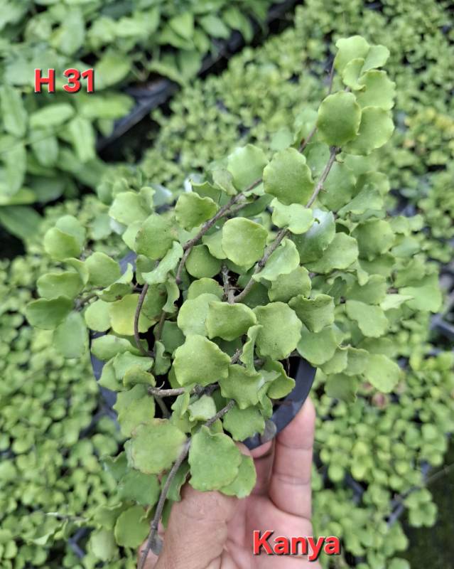 Хойя H31 Hoya kanyakumariana