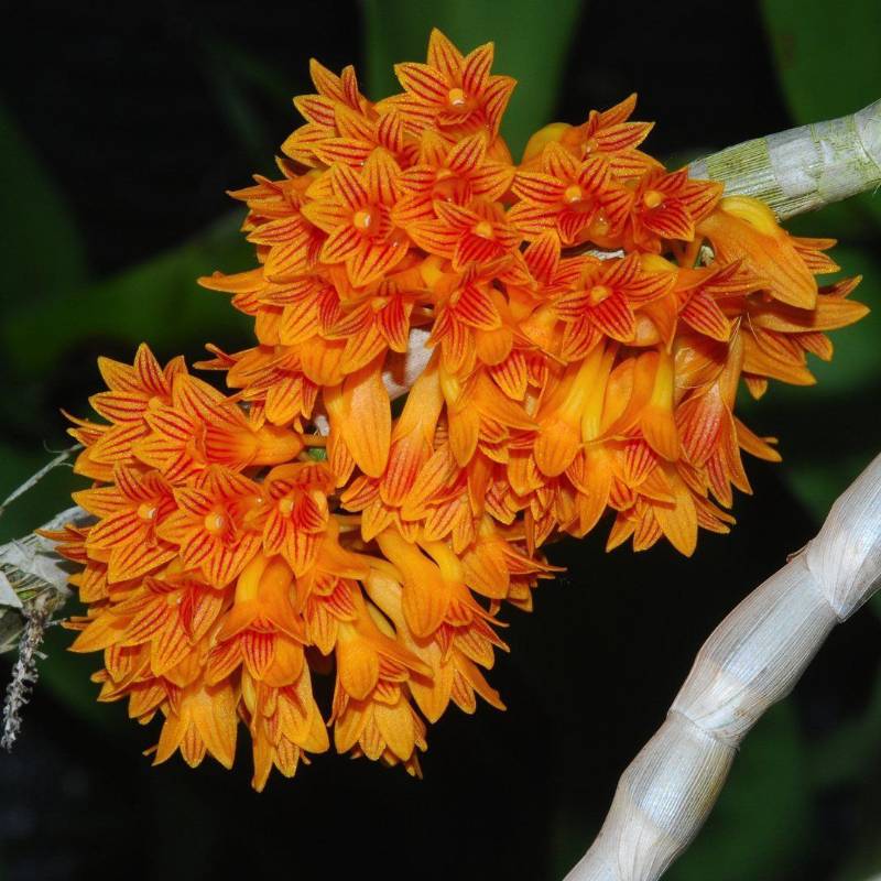Орхидея FS135 Dendrobium bullenianum