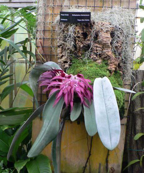 Орхидея FS17 Bulbophyllum fletcherianum