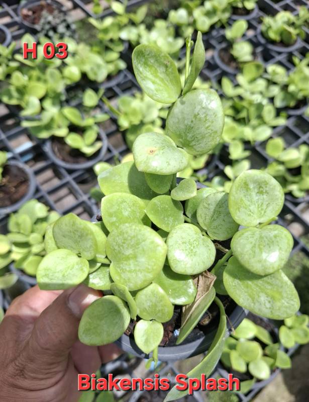 Хойя H03 Hoya biakensis splash