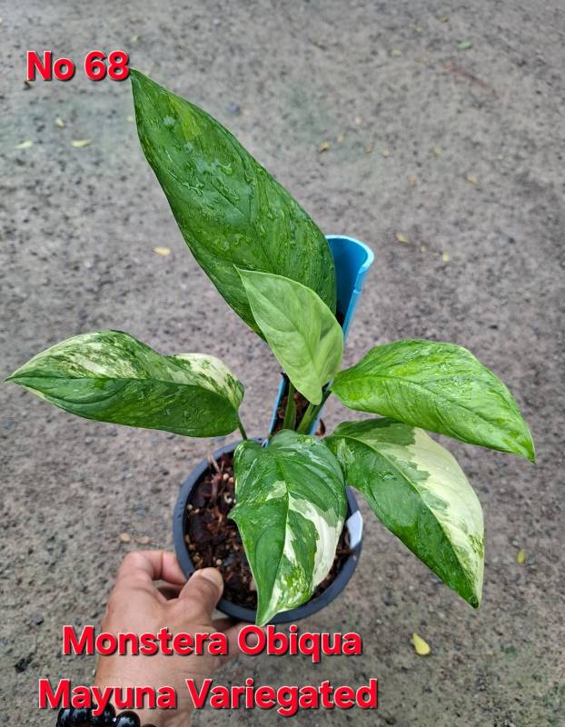 Монстера 68 Monstera obliqua Mayuna variegated