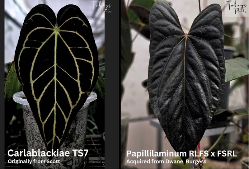 Антуриум 4T12 Anthurium Carlablackiae TS7 X (Papillilaminum RLFS X FSRL)