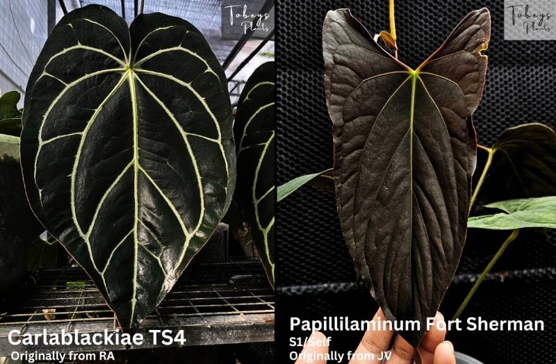 Антуриум 4T27 Anthurium Carlablackiae TS4 X Papillilaminum Fort Sherman