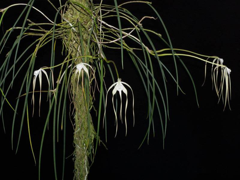Орхидея FS06 Brassavola cucullata