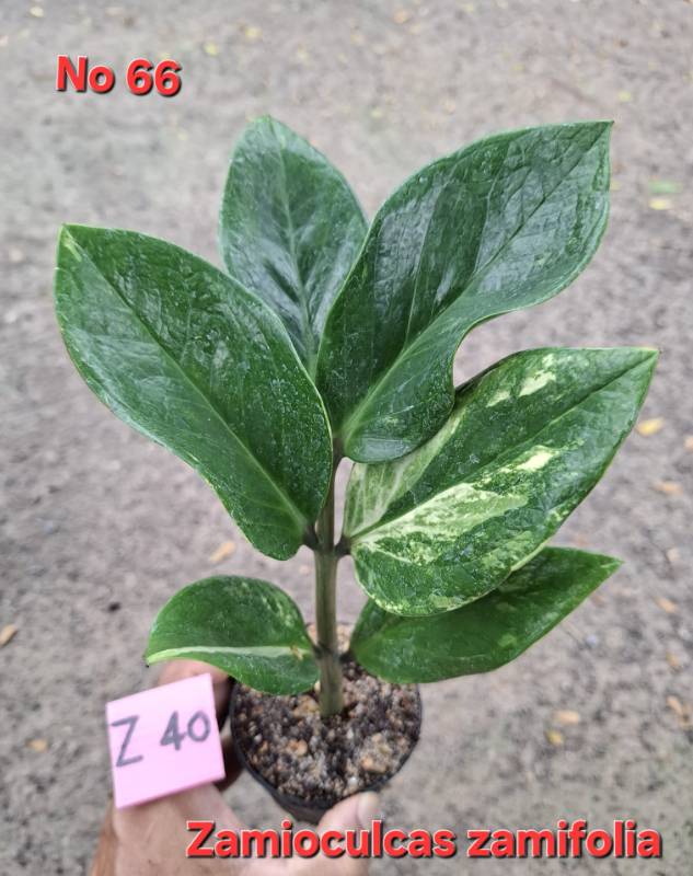 Замиокулькас 66 Zamioculcas zamifolia Z40