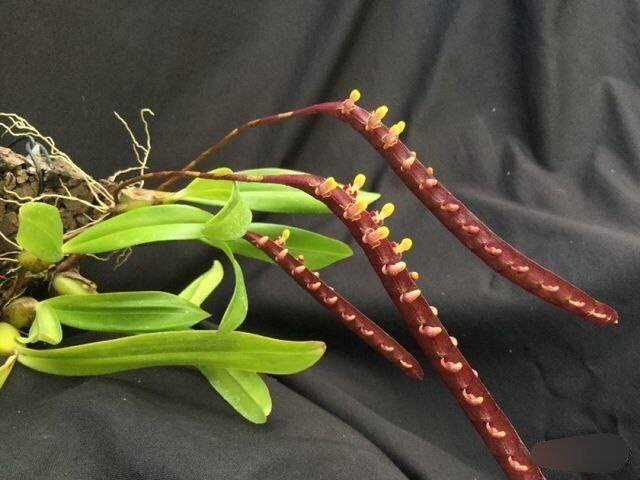 Орхидея FS13 Bulbophyllum falcatum var. red