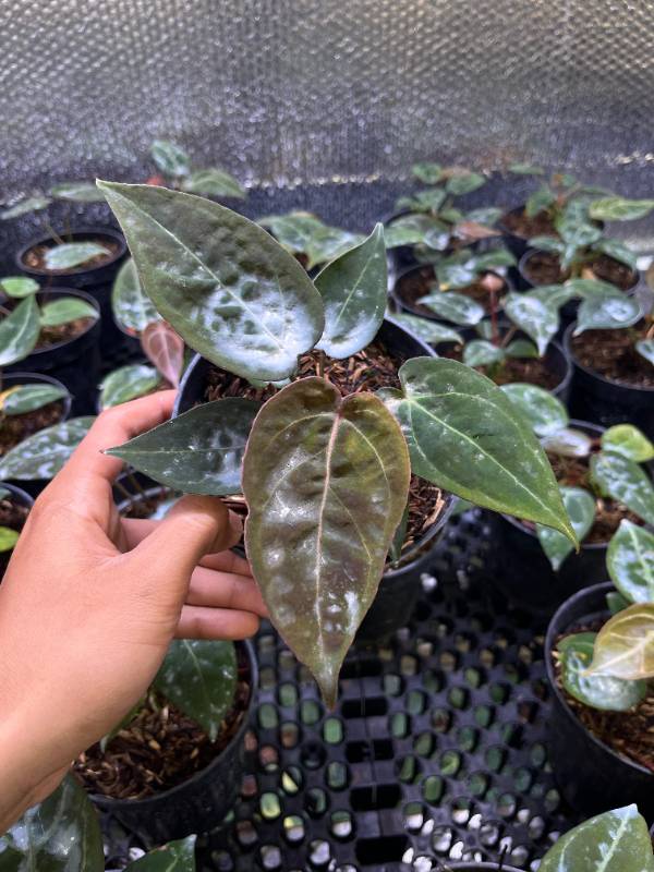 Антуриум §§36 Anthurium Hoffmanii X Red Spider