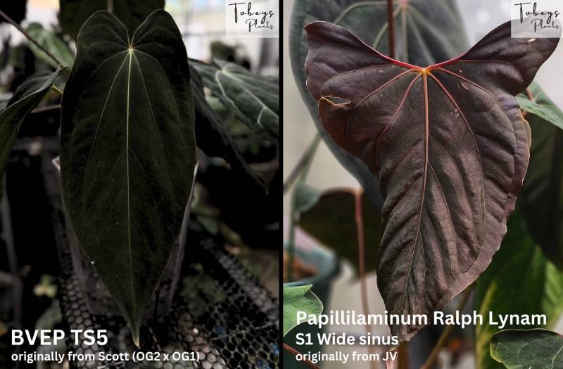 Антуриум 4T04 Anthurium Antolakii (BVEP) TS5 X Papillilaminum Ralf Lynam S1