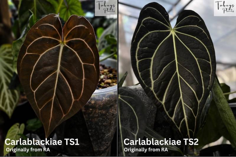 Антуриум TP35 Anthurium Carlablackiae TS1 X Carlablackiae TS2