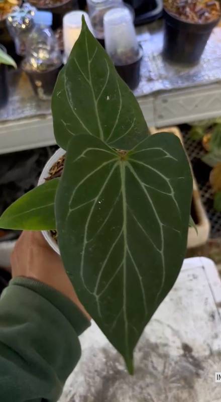 Антуриум §§43 Anthurium KOS Butterfly