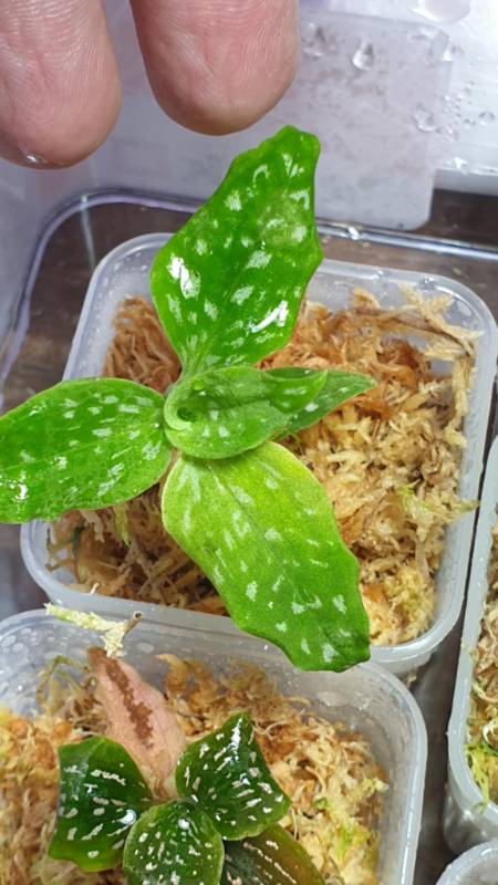 Орхидея K17 Microchilus tridax
