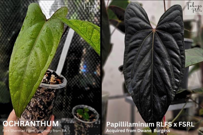 Антуриум 4T13 Anthurium Ochranthum X (Papillilaminum RLFS X FSRL)