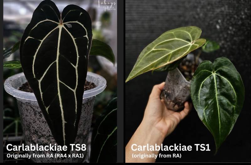 Антуриум 4T09 Anthurium Carlablackiae TS8 X Carlablackiae TS1