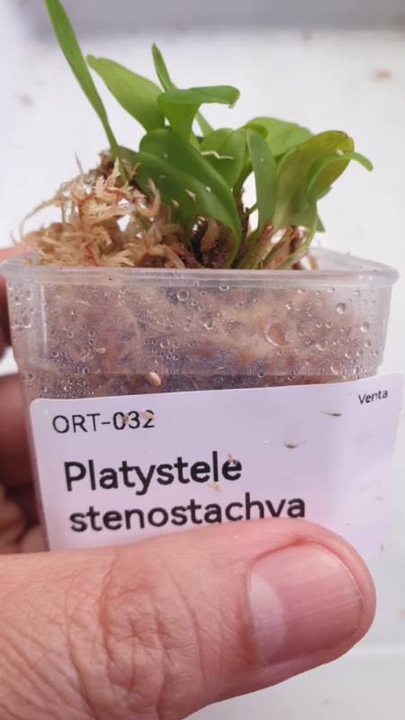 Орхидея K04 Platystele stenostachya