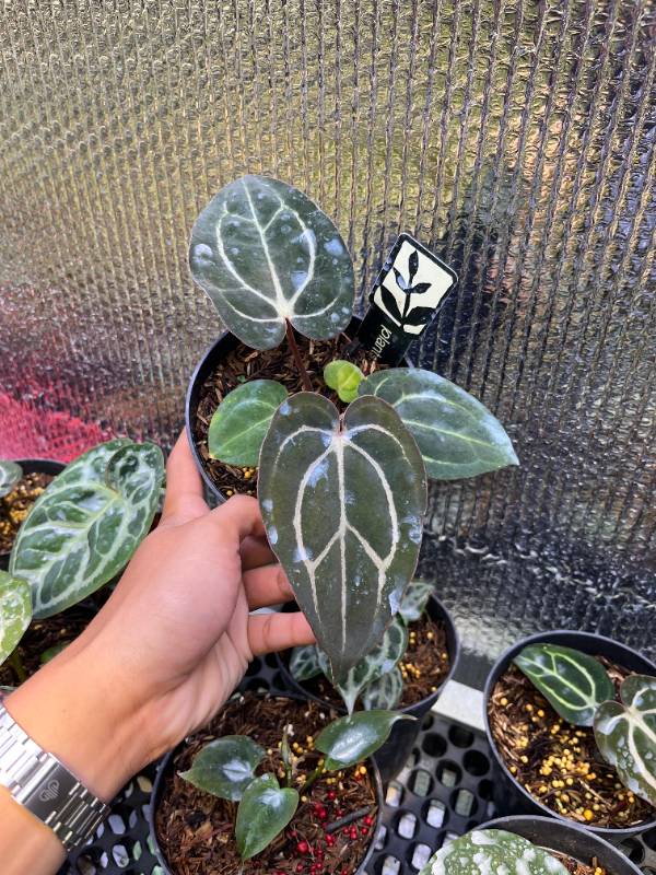Антуриум §§35 Anthurium Carlablackiae