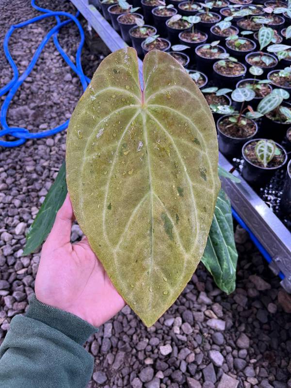 Антуриум §§45 Anthurium Pap A88 Var x AOS SKG