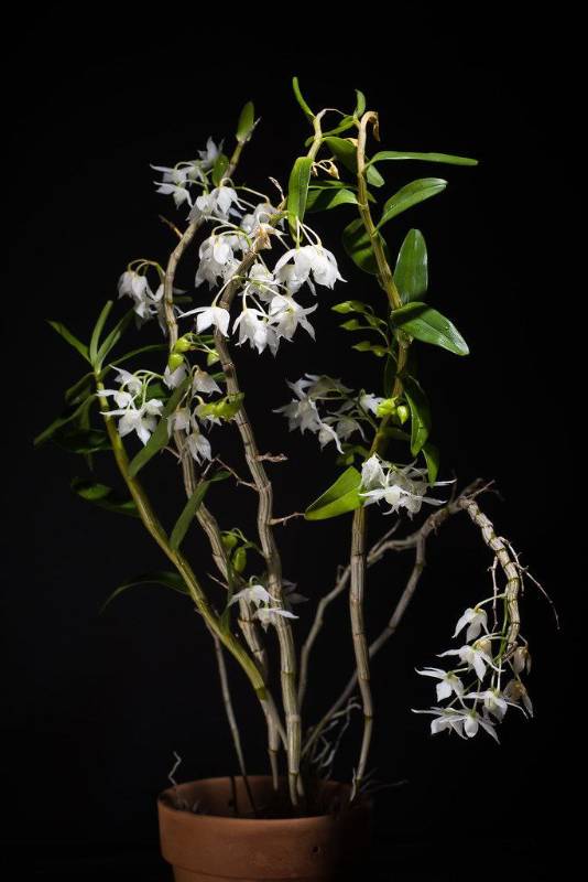 Орхидея FS147 Dendrobium hercoglossum