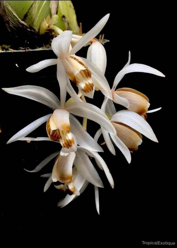 Орхидея FS54 Coelogyne swaniana