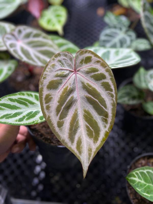Антуриум AA01 Anthurium (Dorayaki x Red Crystallinum) X Angel Dream