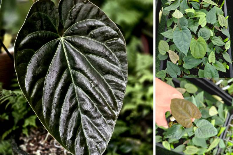 Антуриум 4G68 Anthurium Andrean Moon X Unknown