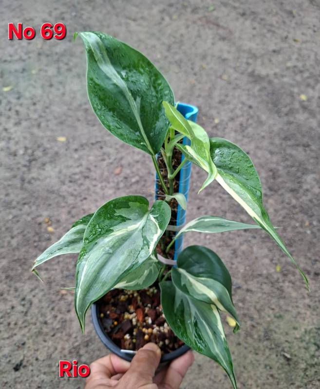 Филодендрон 69 Philodendron Rio