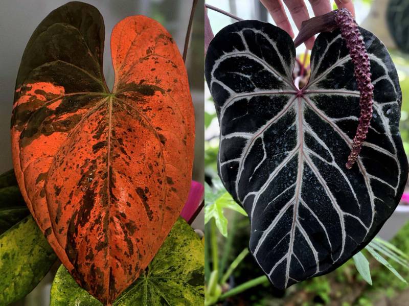 Антуриум 4G57 Anthurium RVDP variegated X Red Crystallinum Tezula