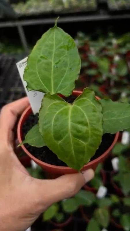 Антуриум §§18 Anthurium Boogie selected